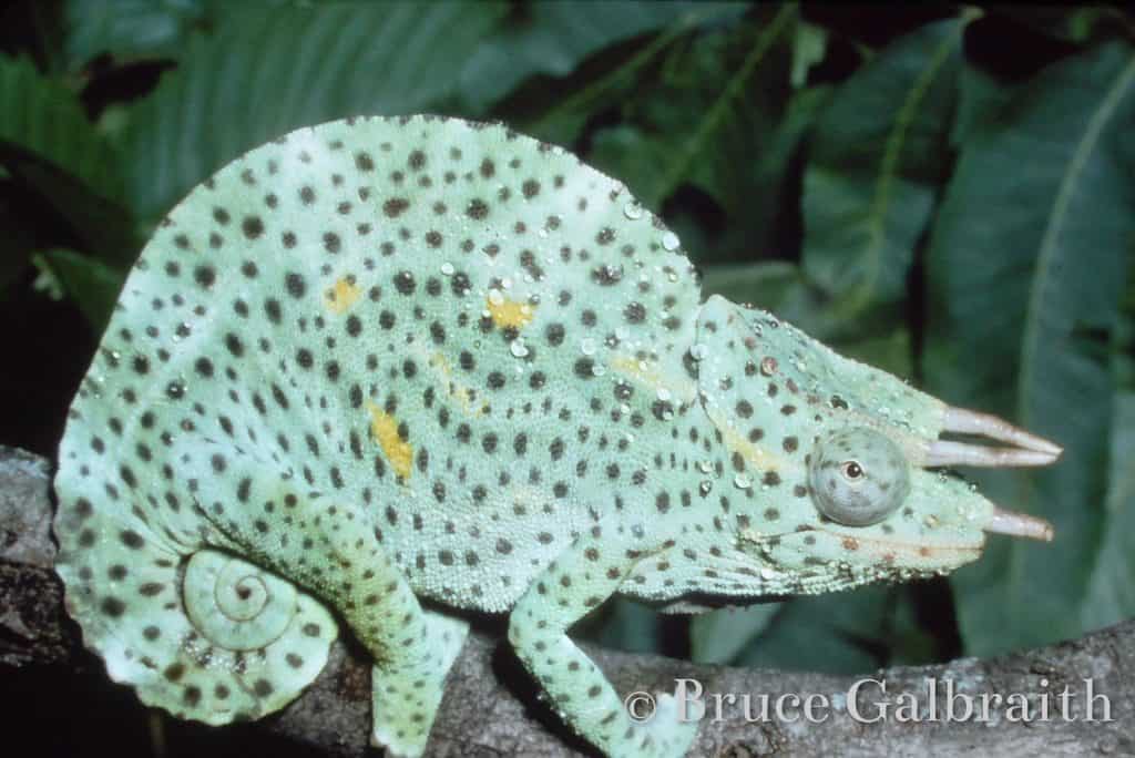 Trioceros deremensis