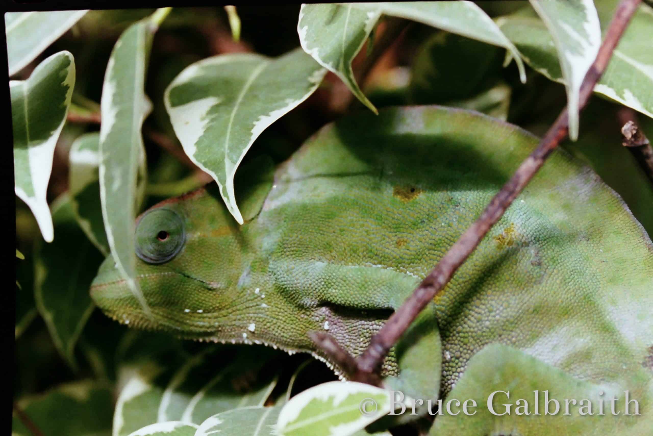 Trioceros deremensis