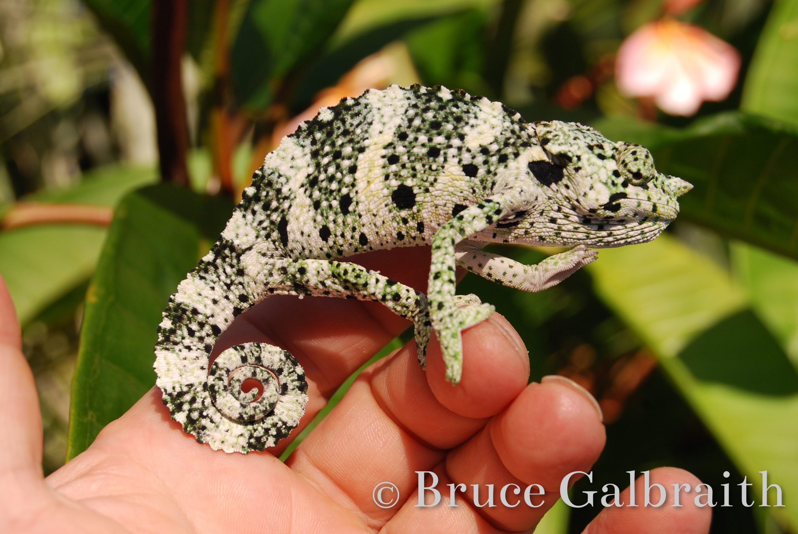 Giant One-Horned chameleon