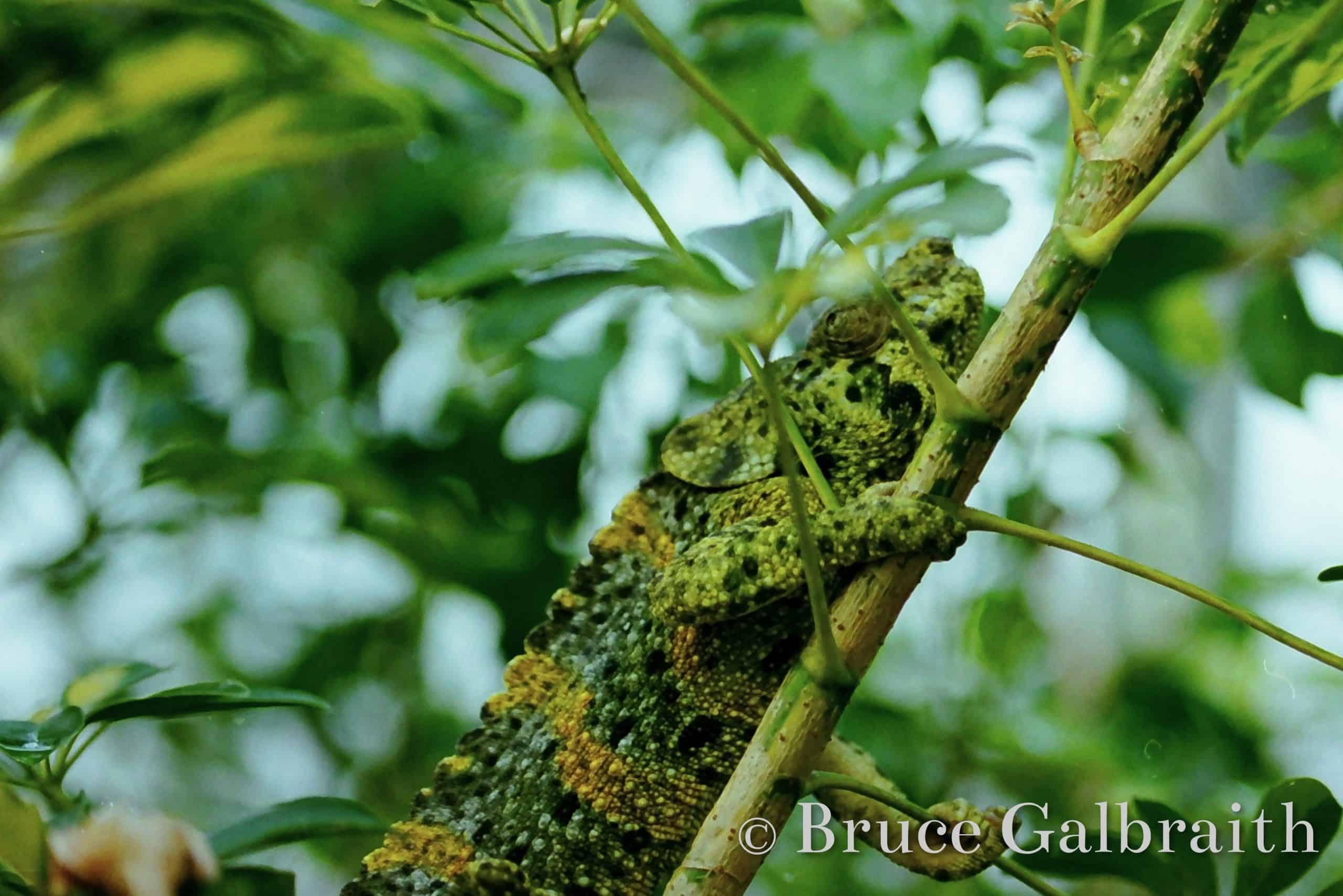Giant One-Horned chameleon