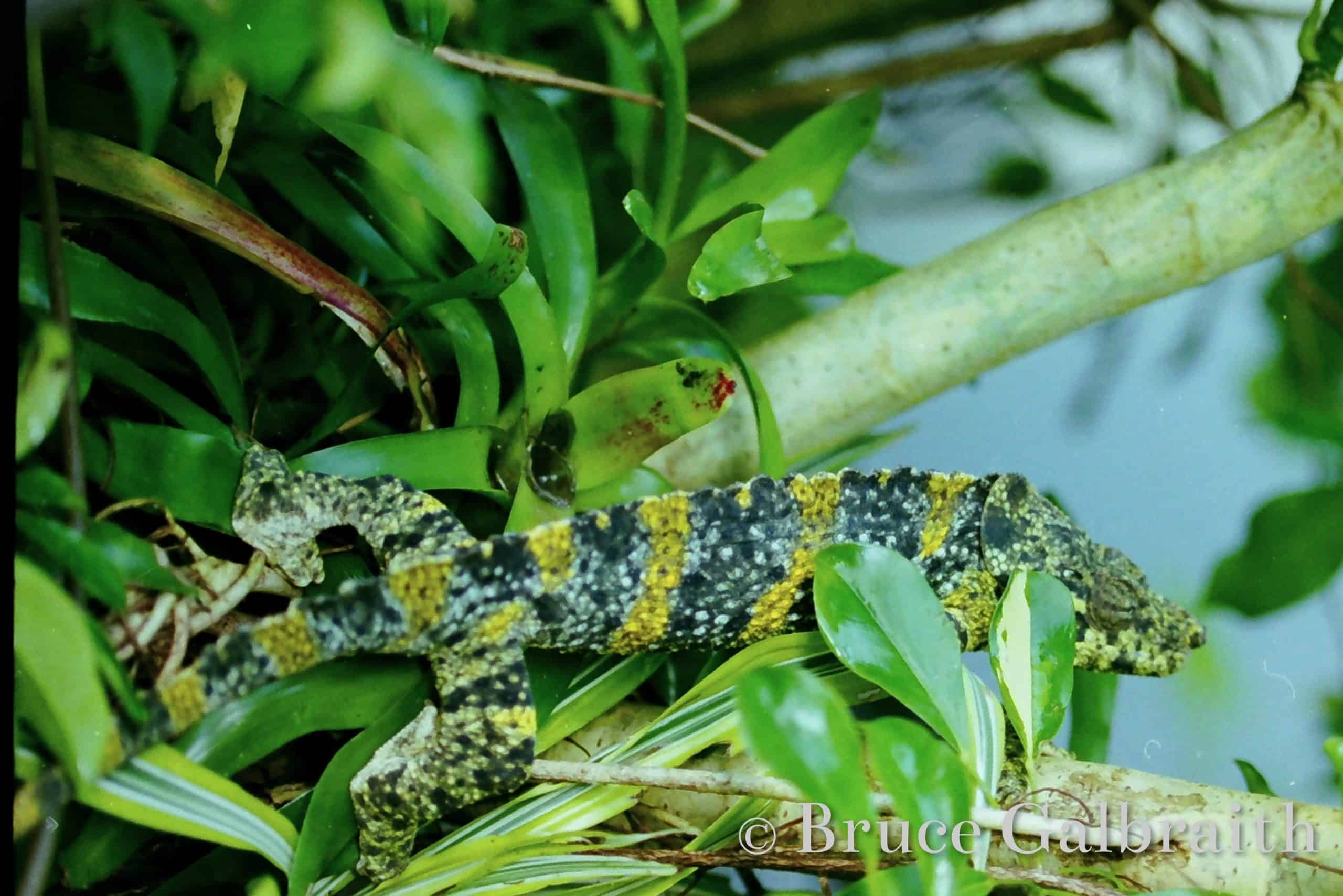 Giant One-Horned chameleon