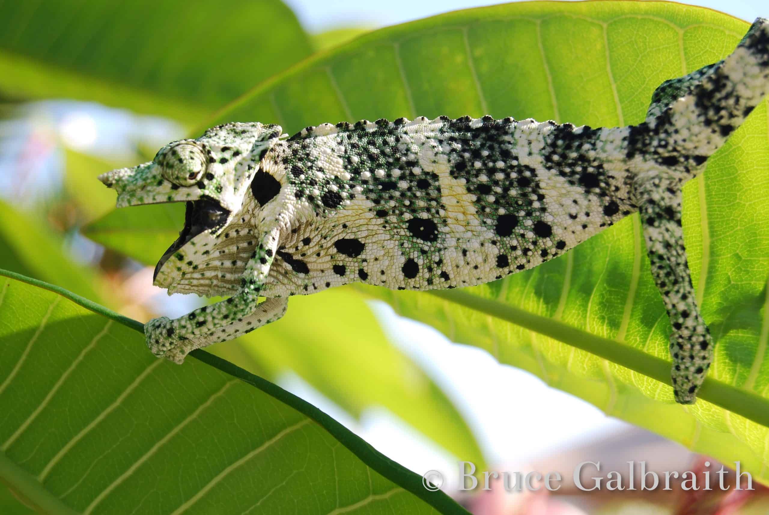 Giant One-Horned chameleon