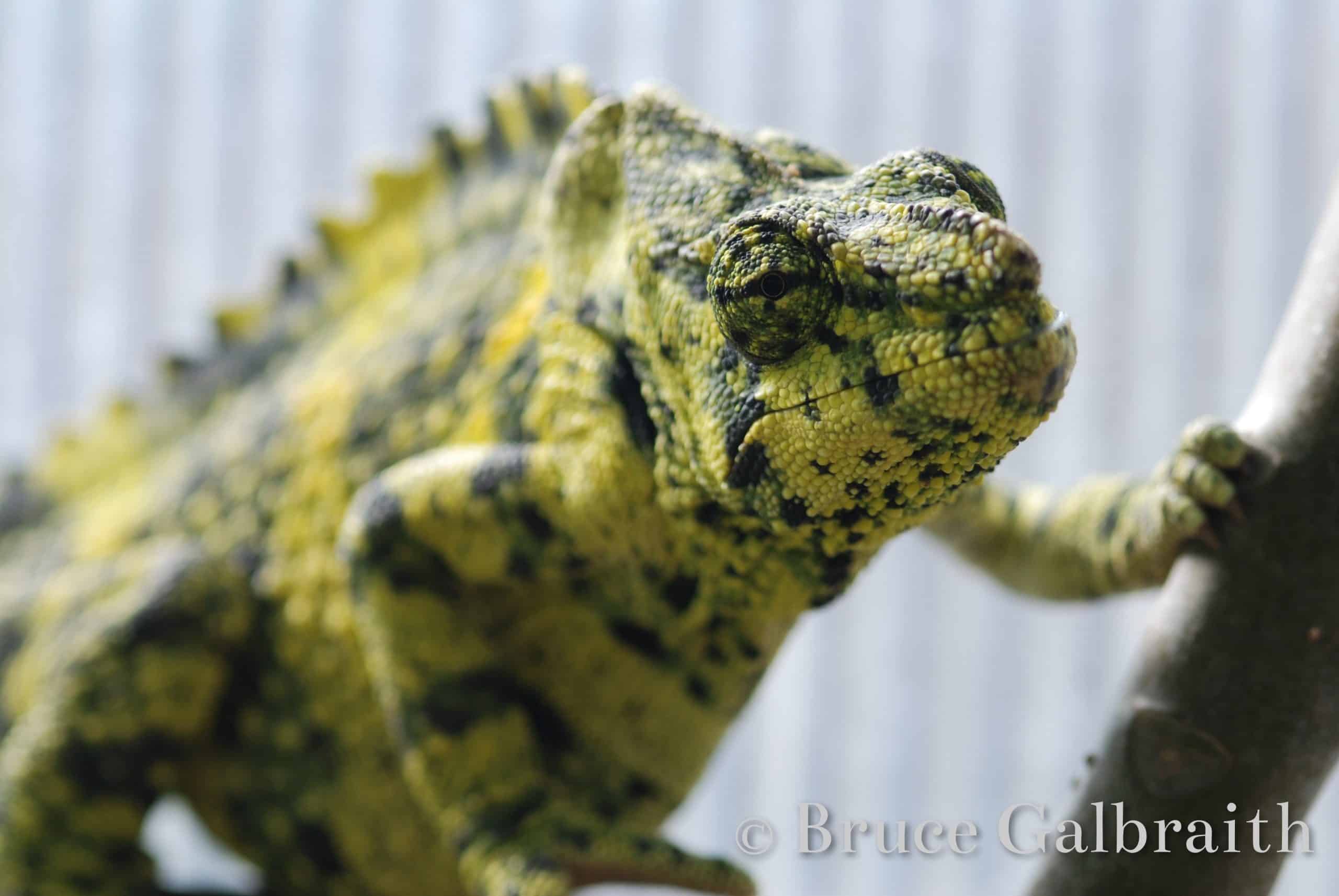 Giant One-Horned chameleon