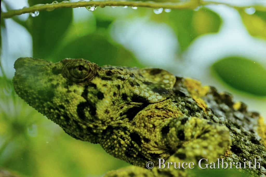 Giant One-Horned chameleon