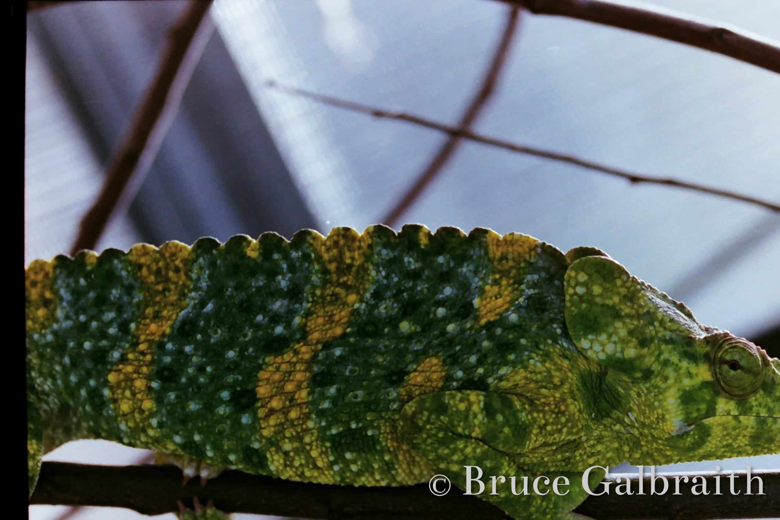 Giant One-Horned chameleon