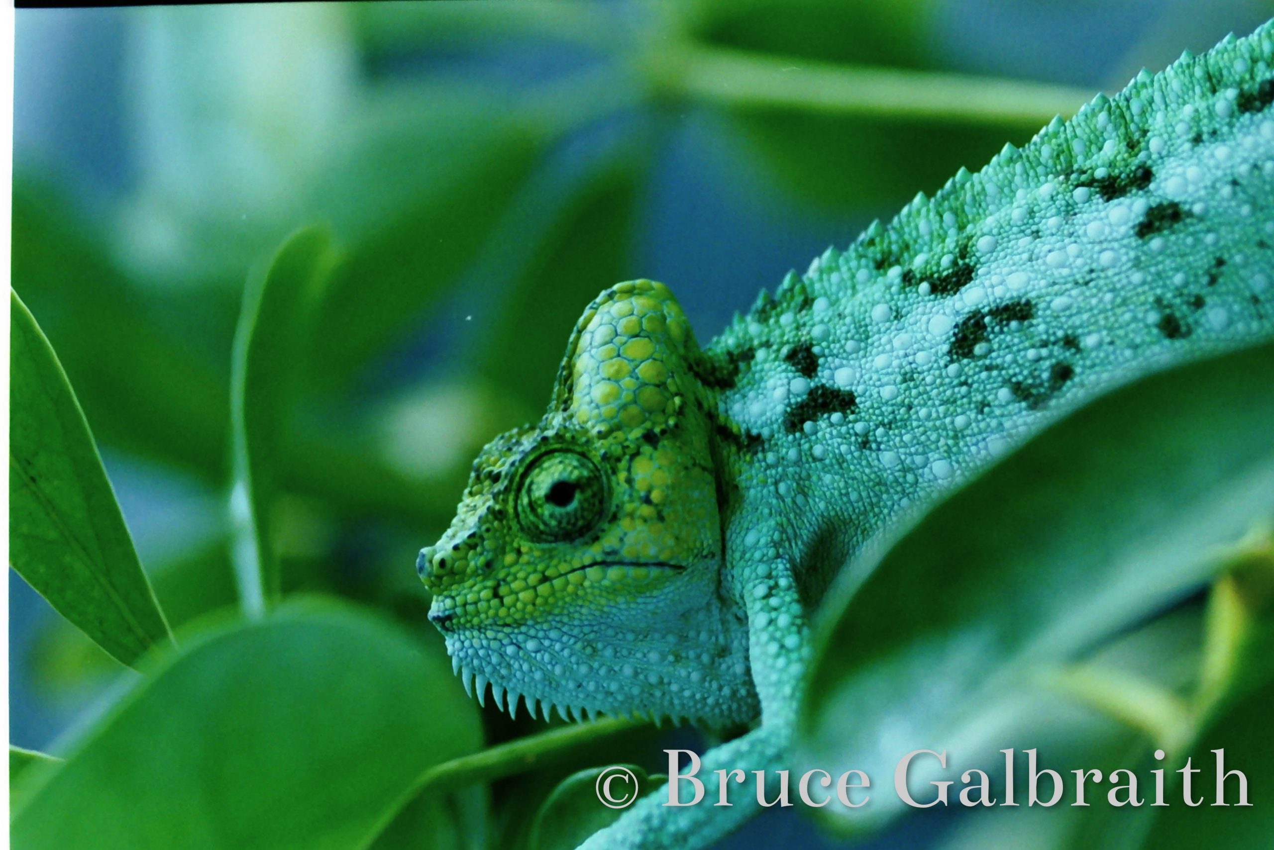 Helmeted chameleon