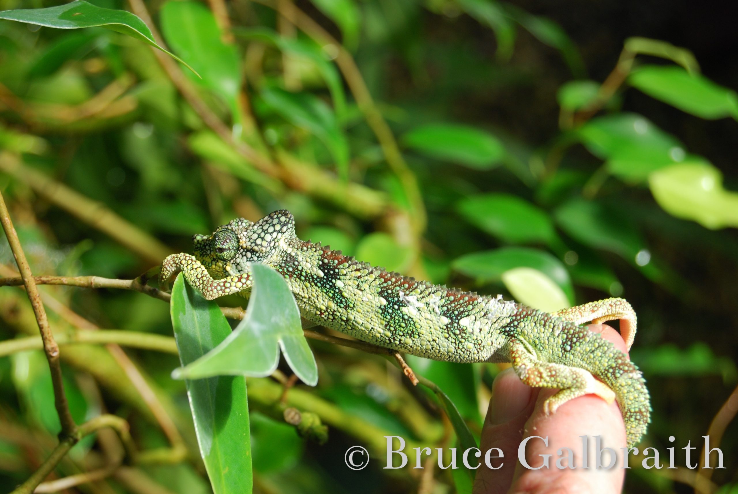 Helmeted chameleon