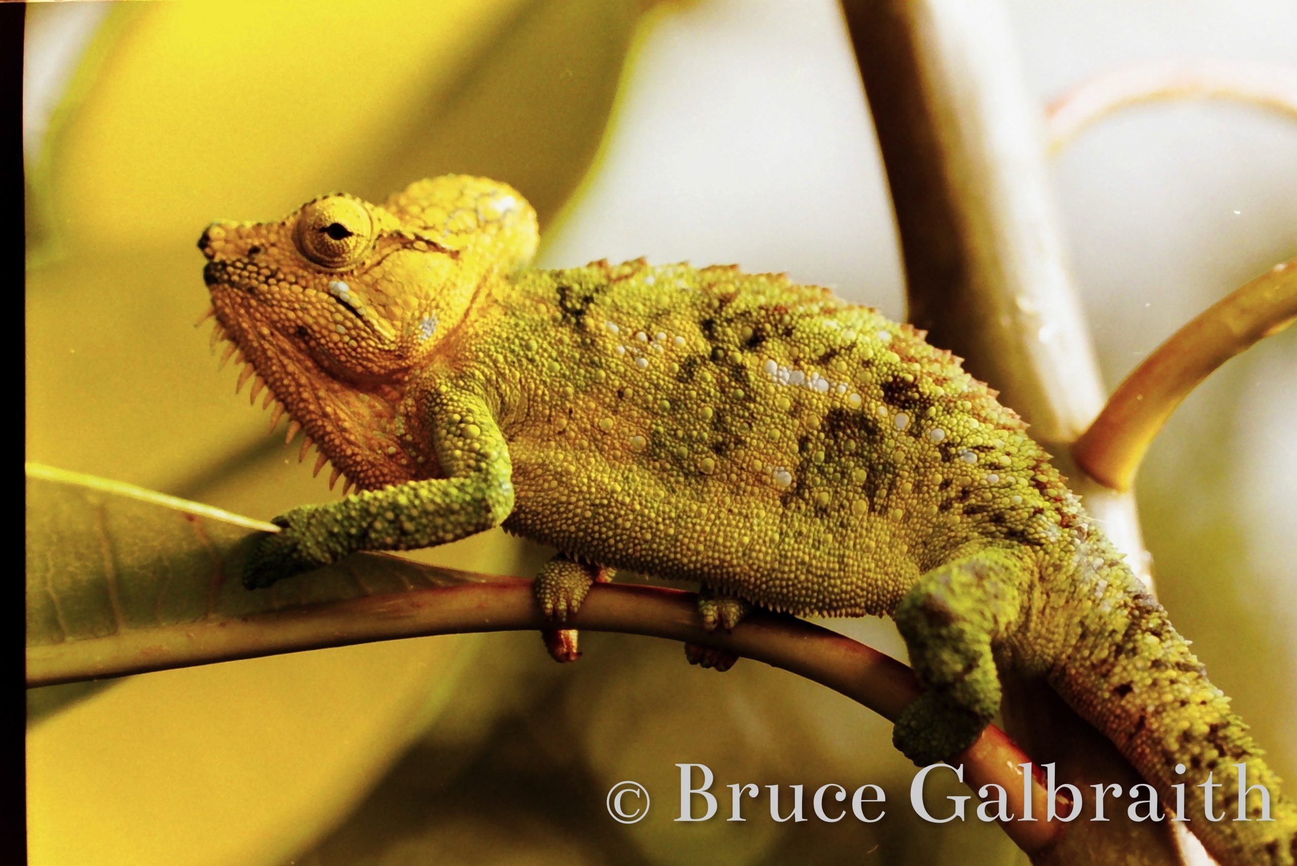Helmeted chameleon