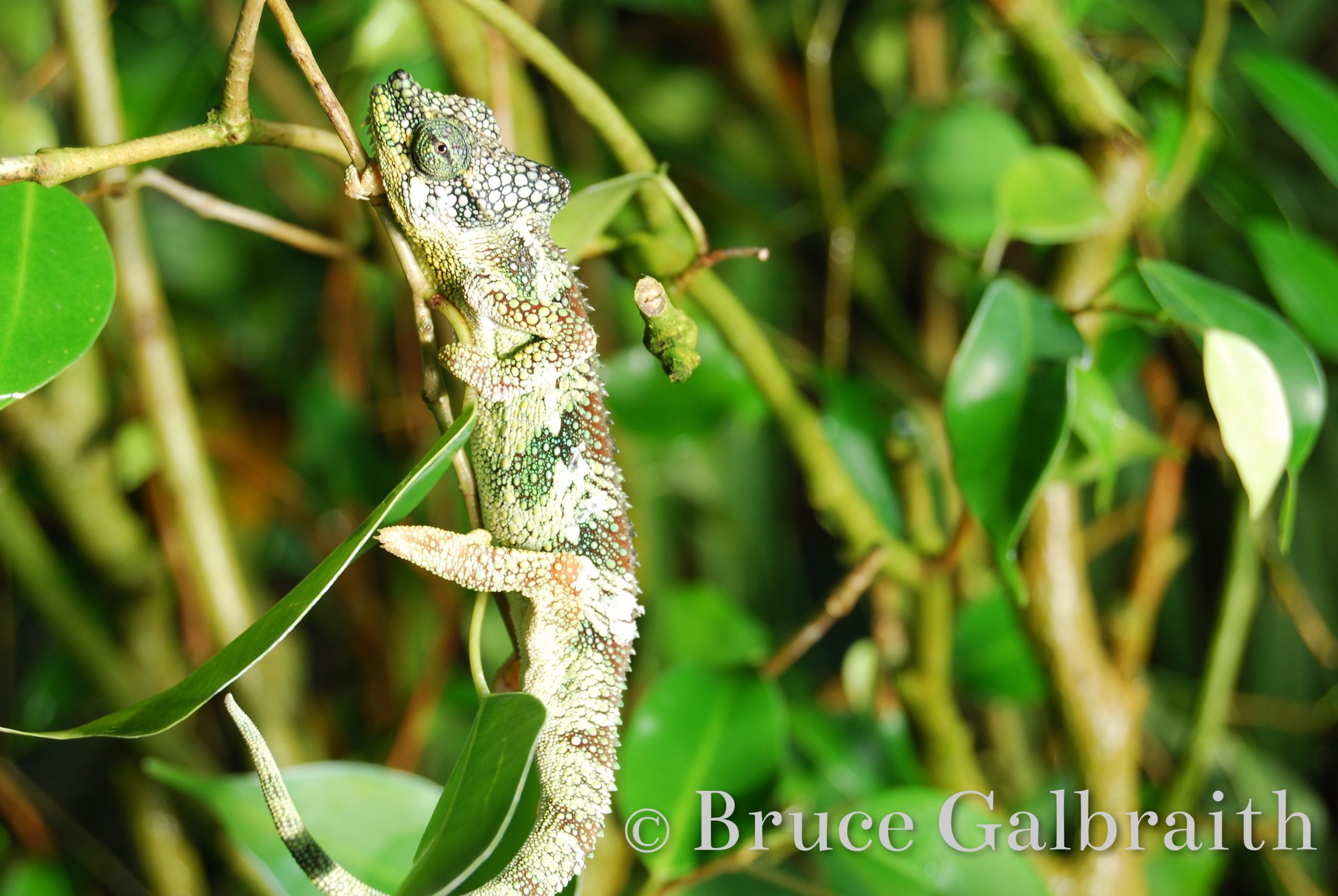 Helmeted chameleon