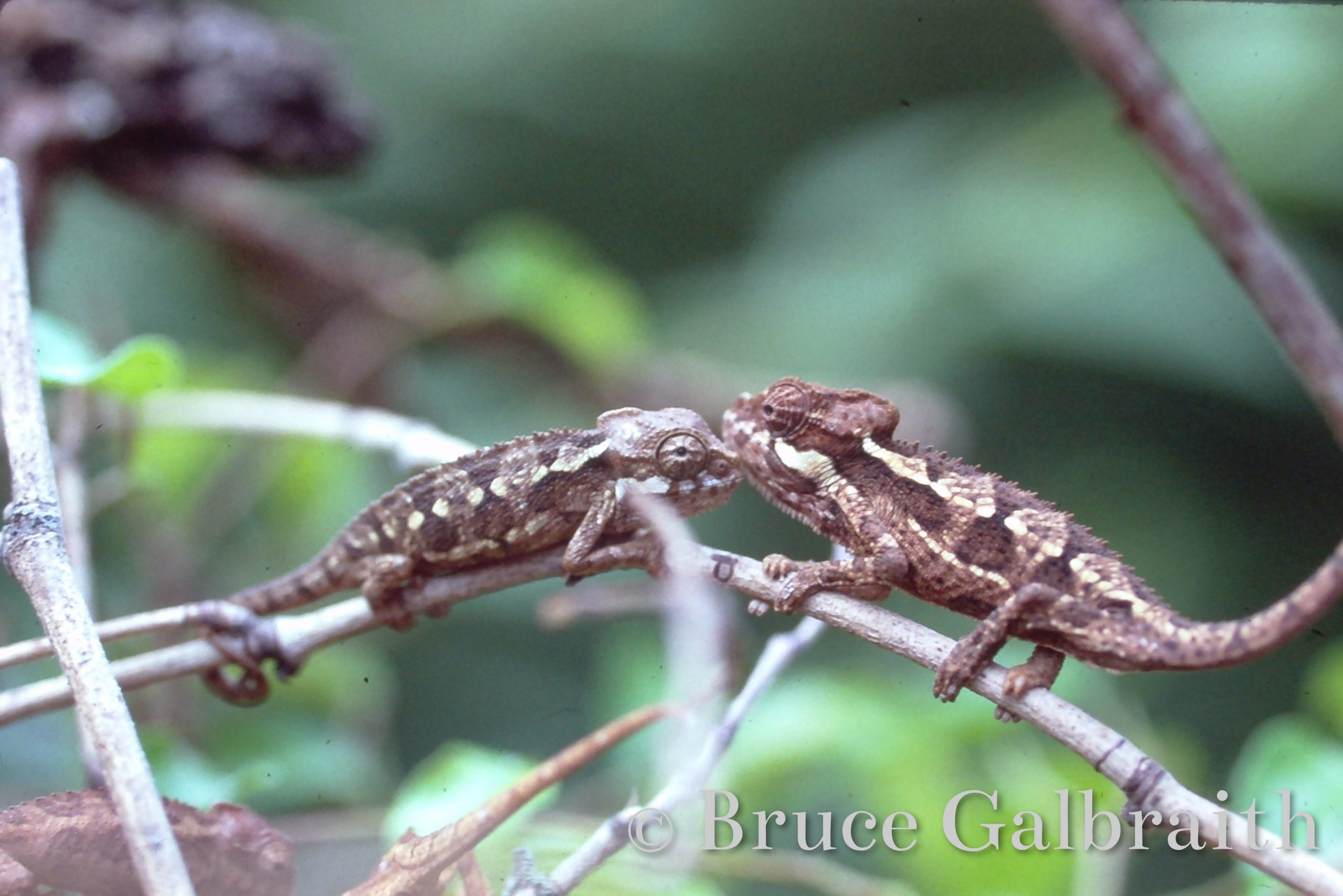 Helmeted chameleon