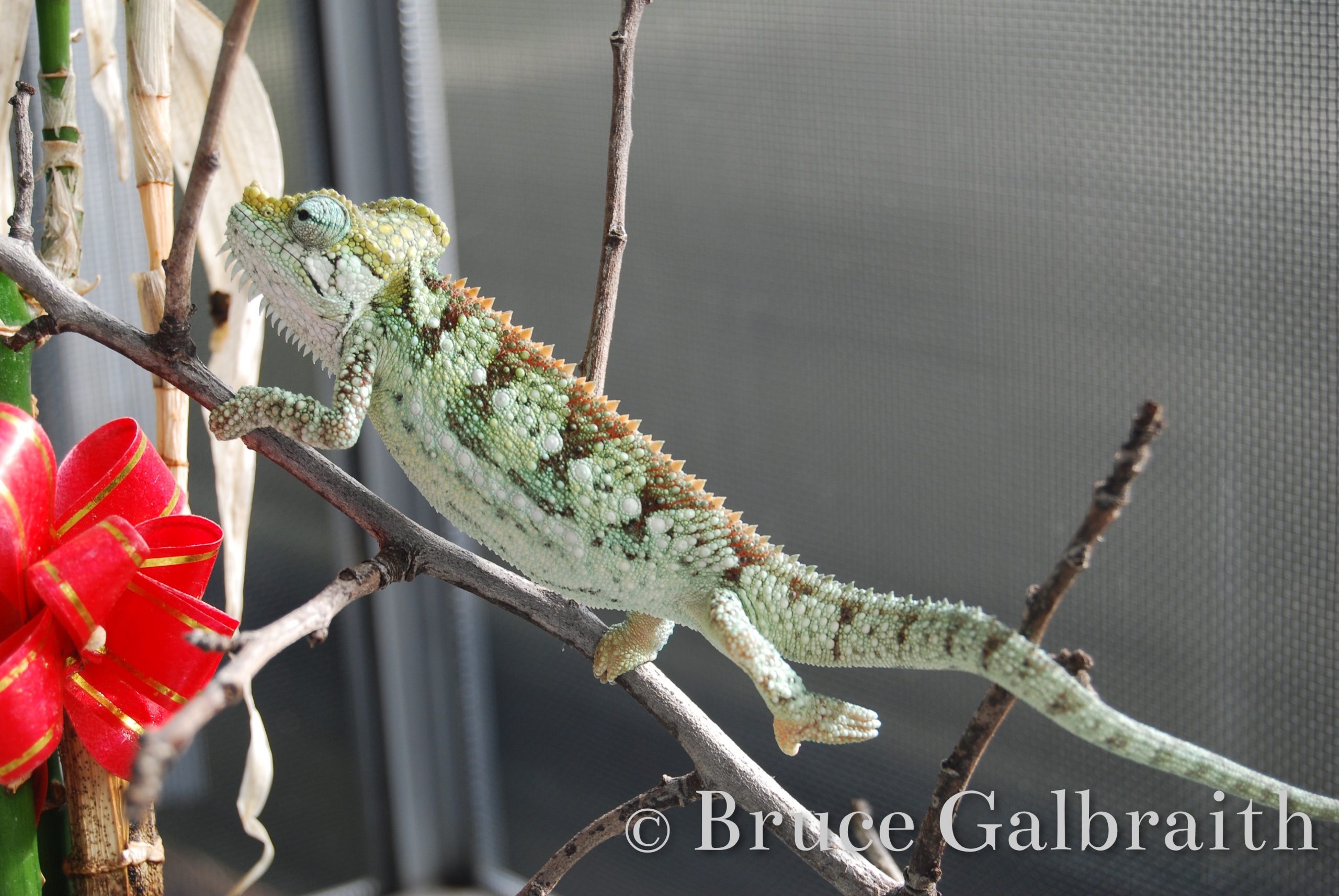 Helmeted chameleon