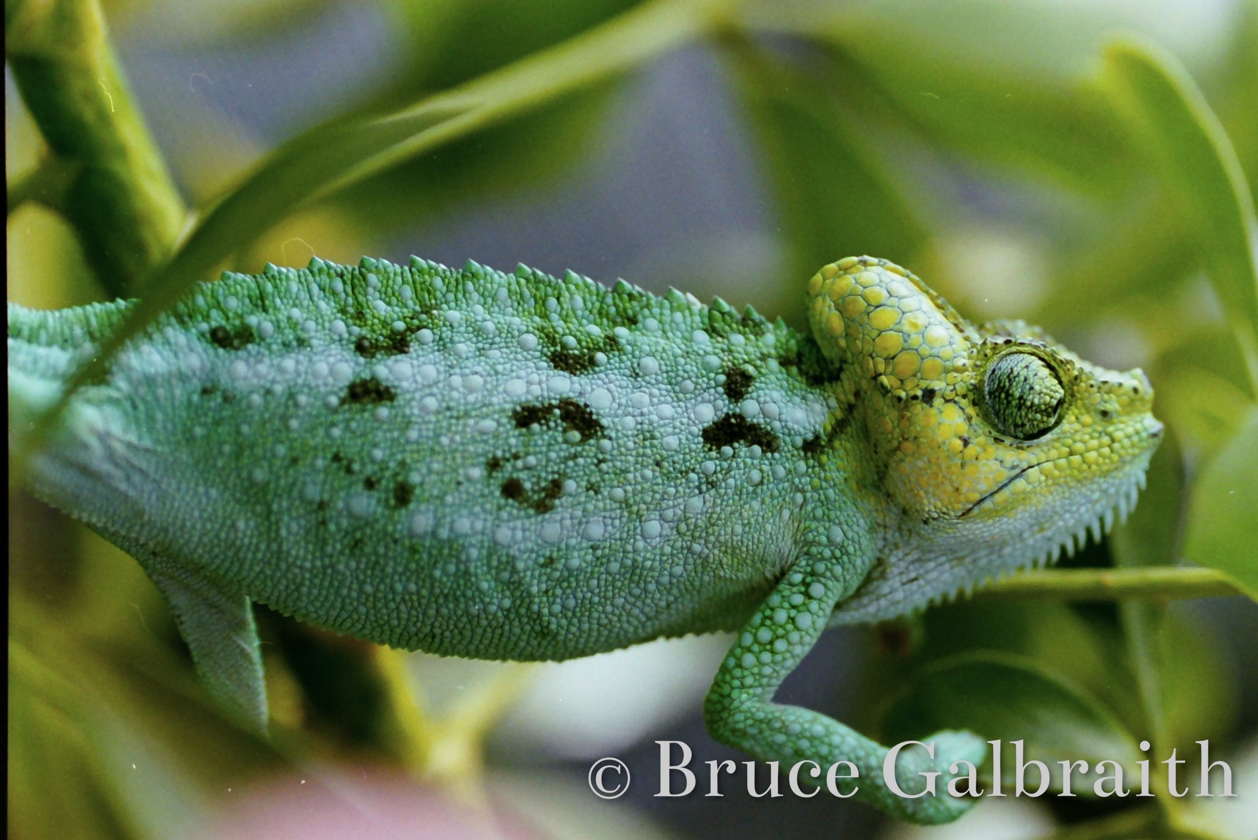 Helmeted chameleon