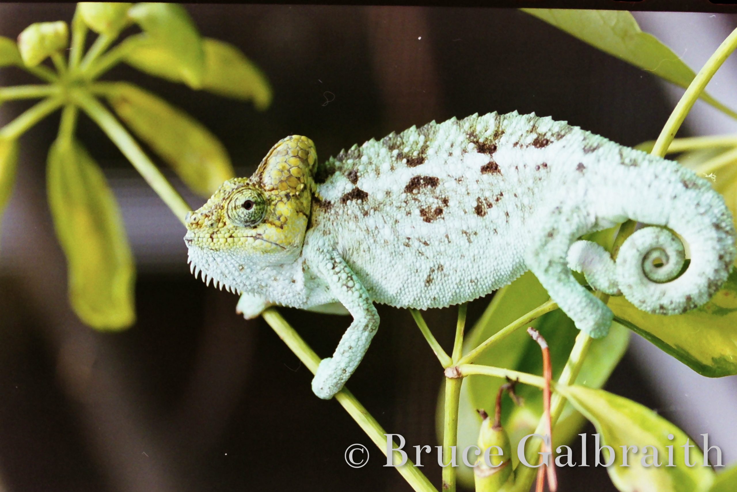 Helmeted chameleon