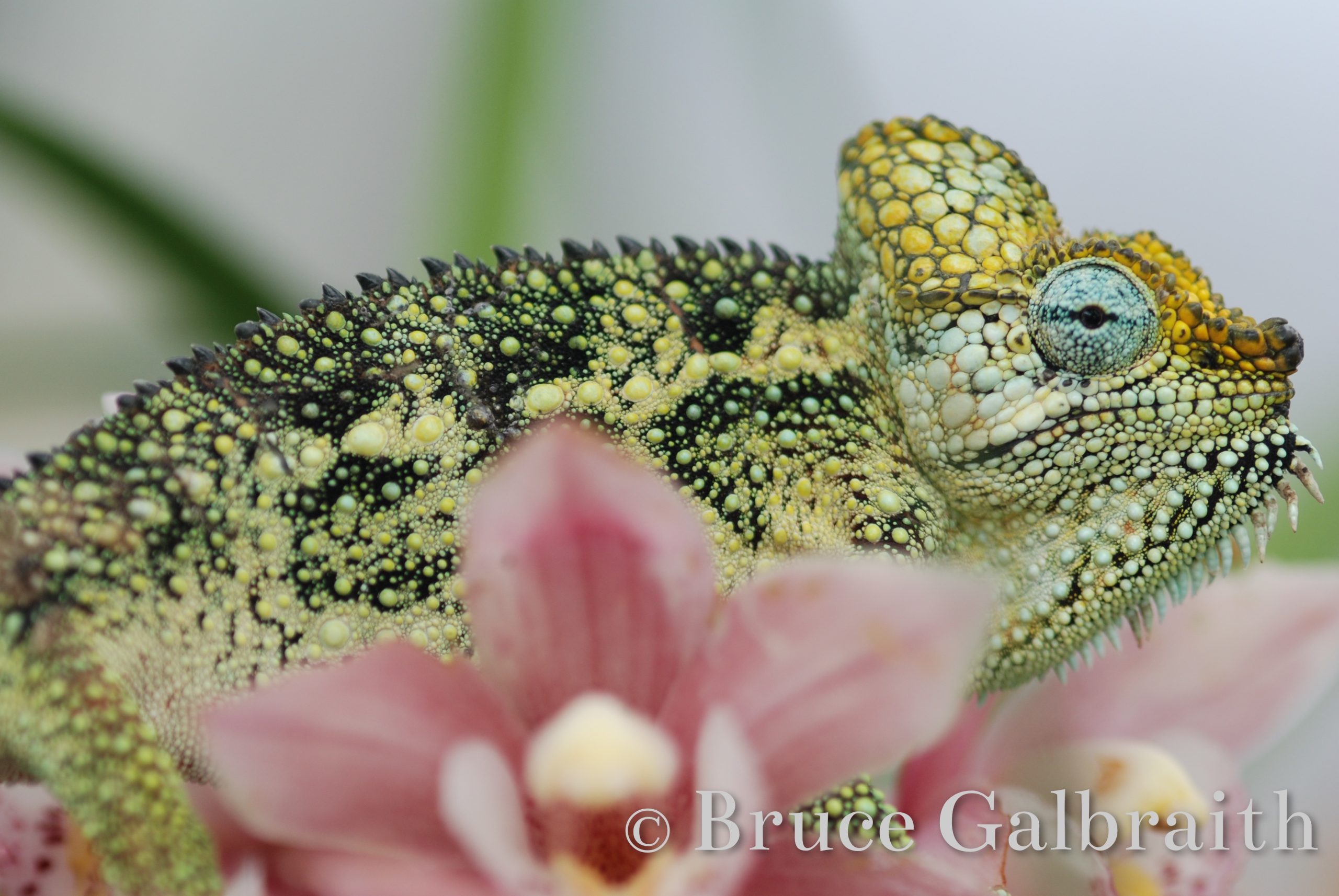 Helmeted chameleon