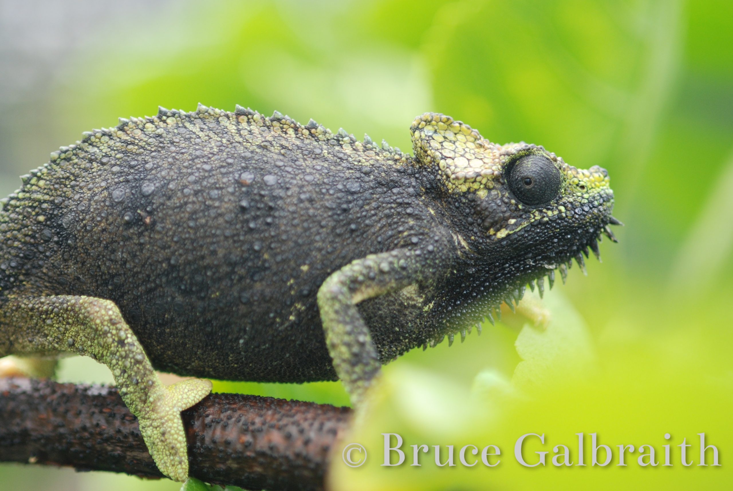 Helmeted chameleon