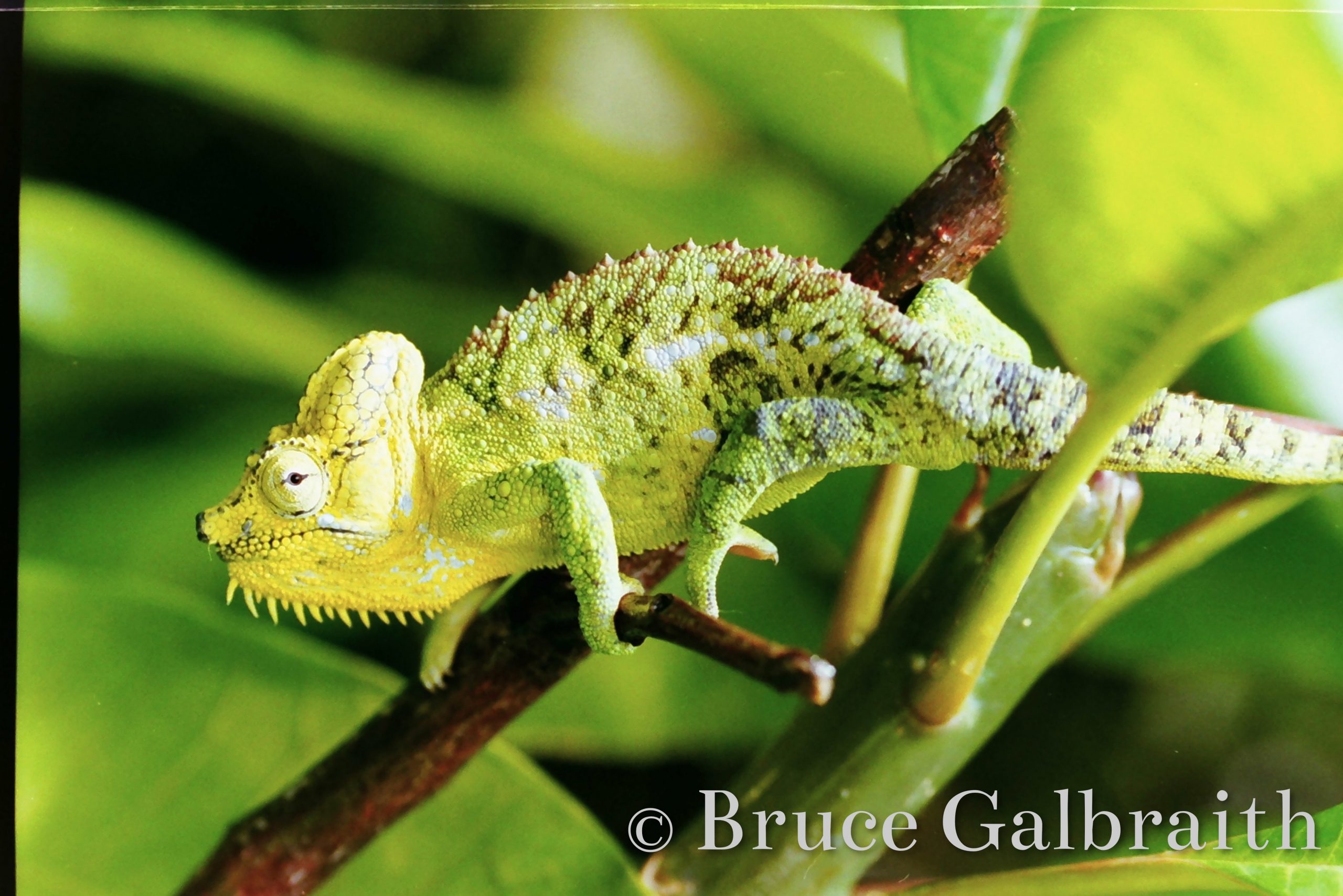 Helmeted chameleon