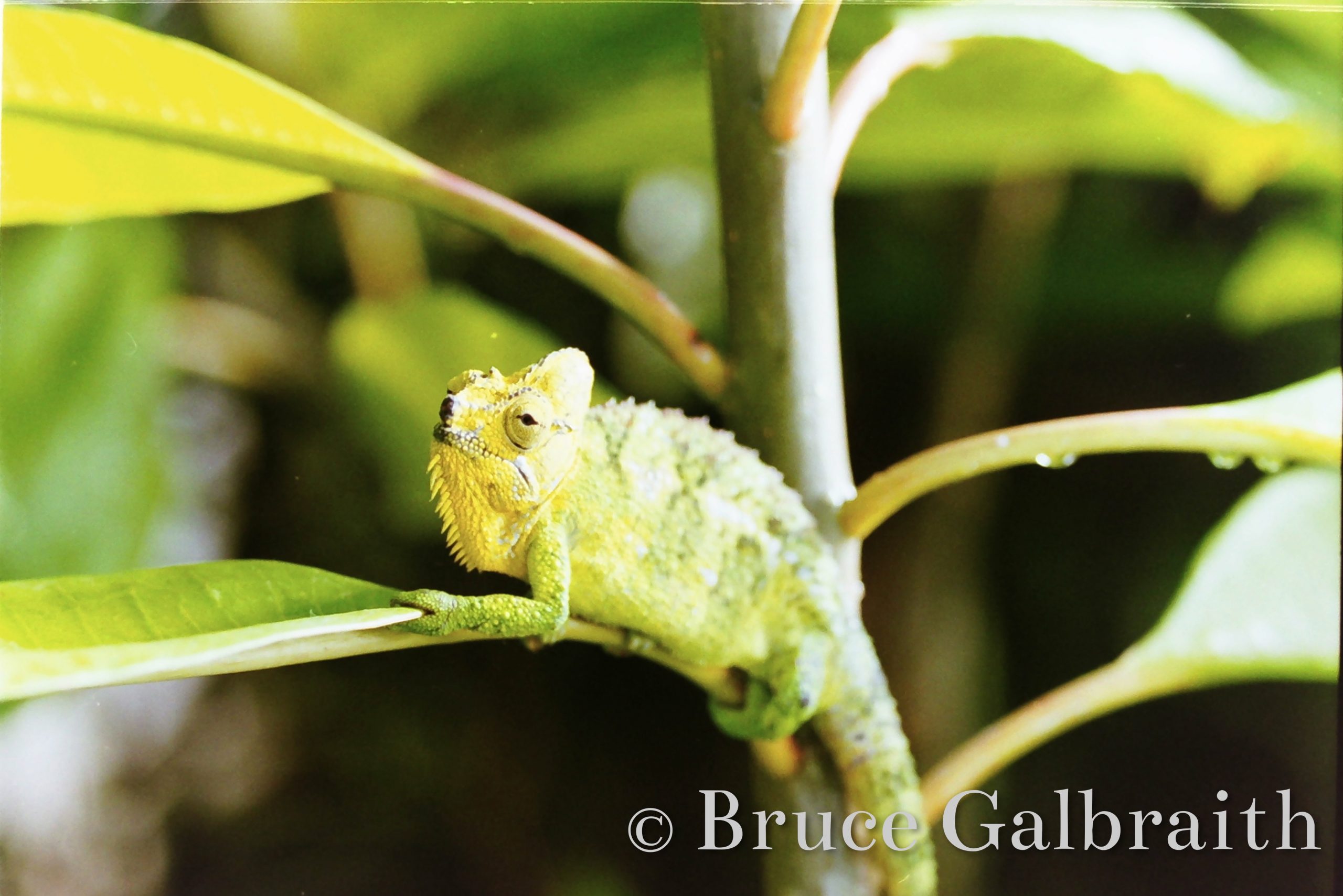 Helmeted chameleon