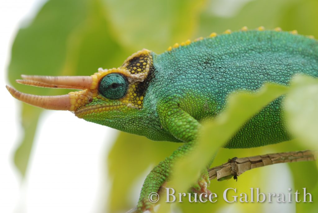 Mt Meru 3-Horned